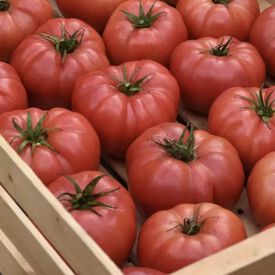 Blushing Star, (F1) Tomato Seeds